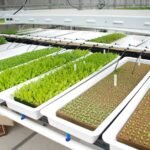 Hydroponic System Is Saving Your Money