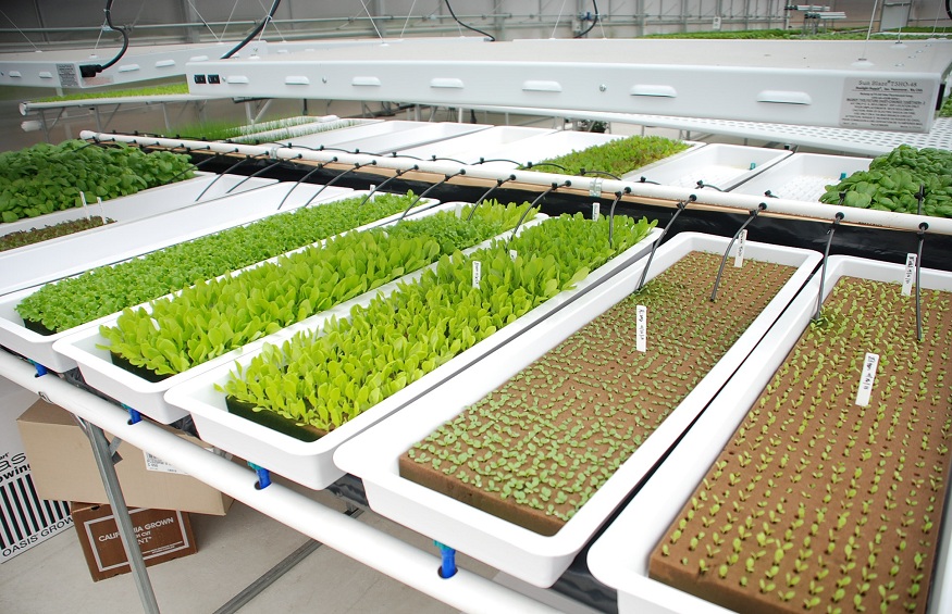 Hydroponic System Is Saving Your Money