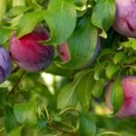Instructions to Fertilizer Your Fruit Trees