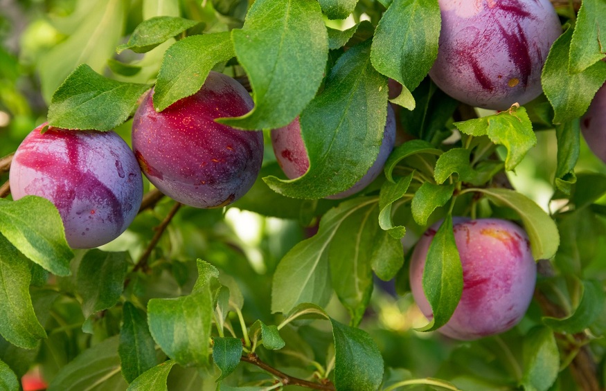 Instructions to Fertilizer Your Fruit Trees