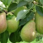 pear trees