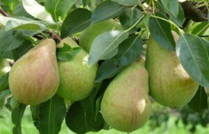 pear trees