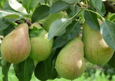 Should I Be Brave Enough To Grow Pears In My Garden?