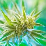 Marijuana-Gray-Market