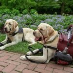 Psychiatric Service Animal