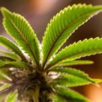 Texas Medical Marijuana Card