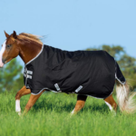 Horse Blanket