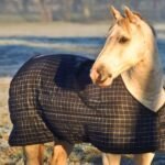 Horse Blankets