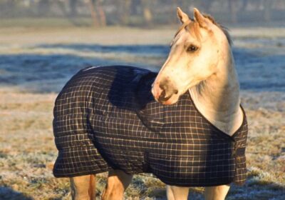 Horse Blankets and when to Use Them