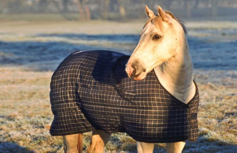 Horse Blankets