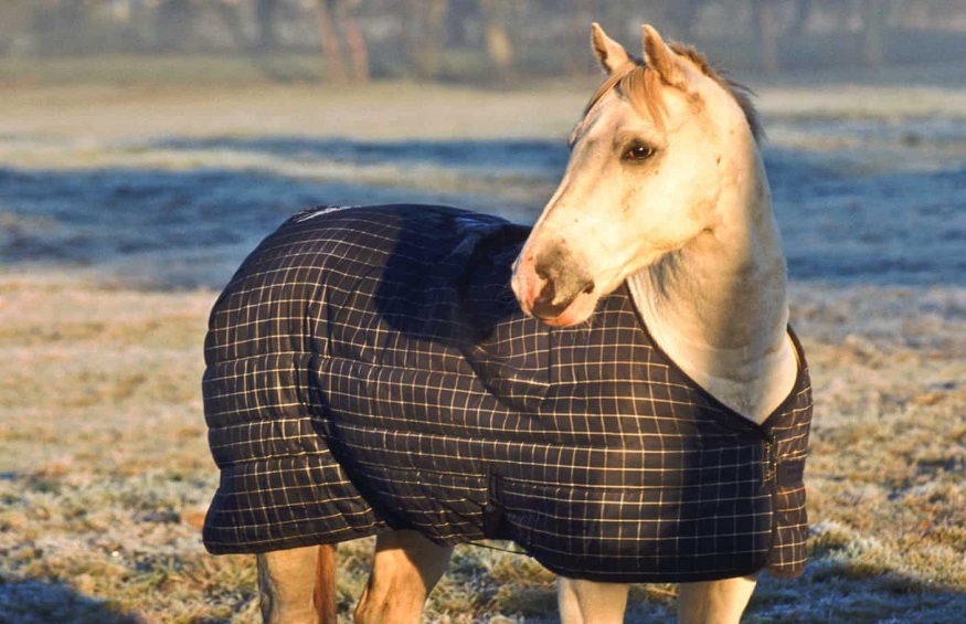 Horse Blankets