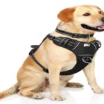 Dog Harness for Hiking and Outdoor Adventures: What Features Truly Matter