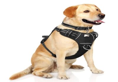 Dog Harness for Hiking and Outdoor Adventures: What Features Truly Matter